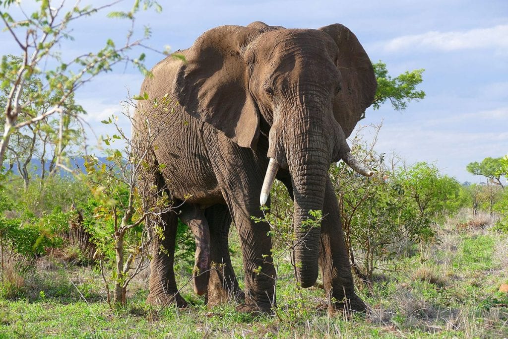 African Elephant (Loxodonta africana) © Bernard DUPONT from FRANCE, CC BY-SA 2.0 <https://creativecommons.org/licenses/by-sa/2.0>, via Wikimedia Commons