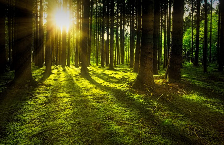 Zonlicht schijnt door bomen in een bos