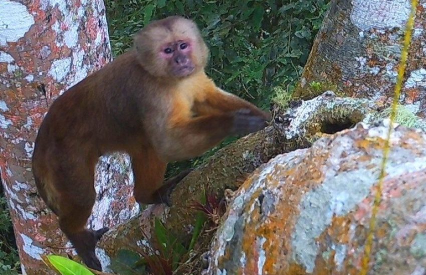 Ecuadorian White-Fronted Capuchin.