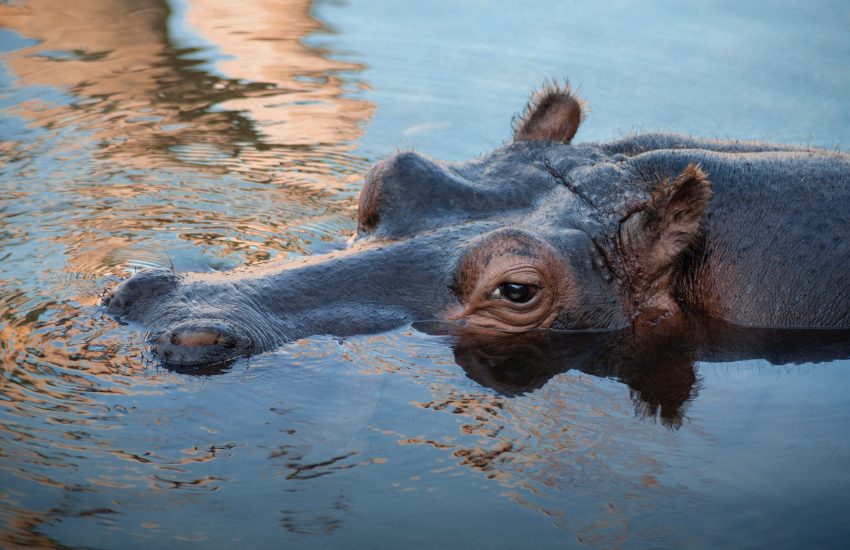 Hippo in water © Samuele Giglio on Unsplash