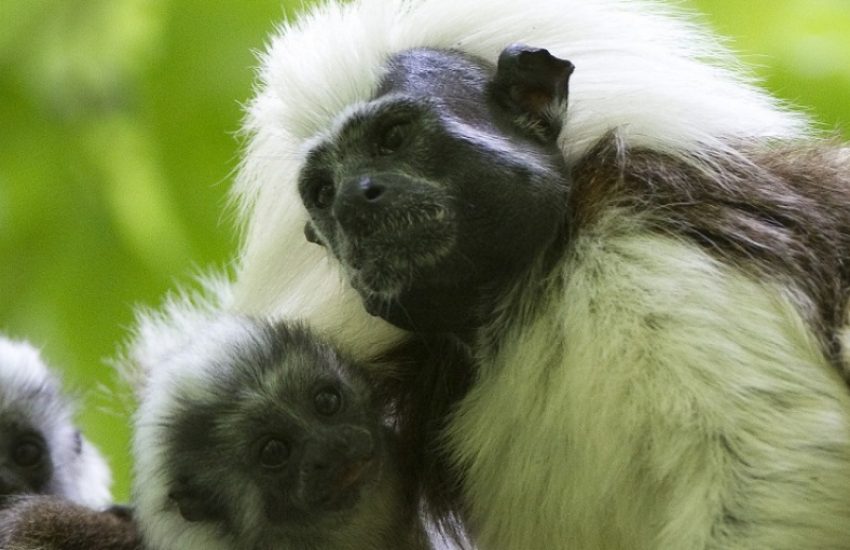 Cotton-headed Tamarin © Joao Marcos Rosa