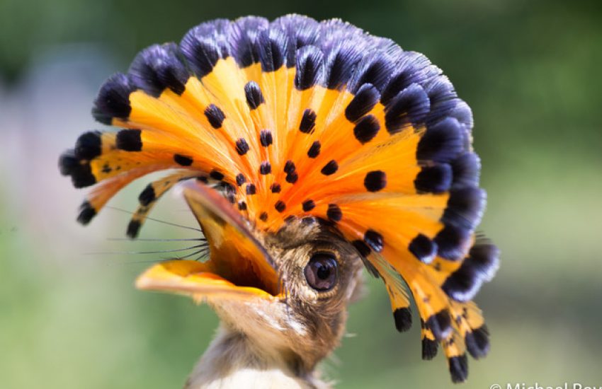 Royal Flycatcher, photo by Michael Roy