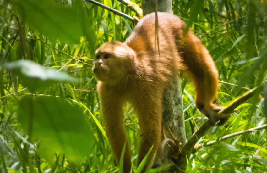 Ecuadorian White-fronted capuchin (c) Third Millenium Alliance