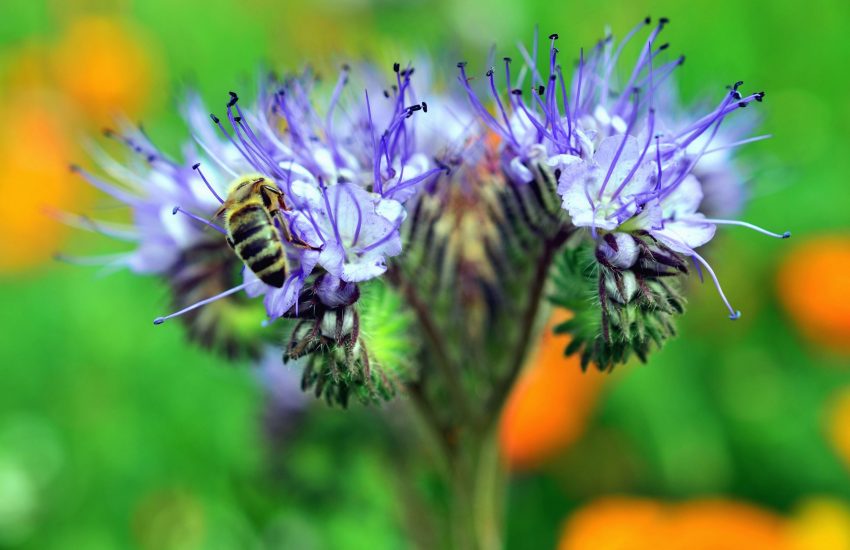 bij op paarse bloemen (c) Congerdesign
