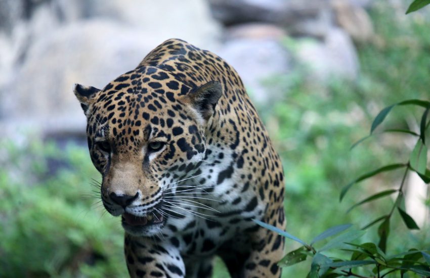 Jaguar c) Cuatrok77