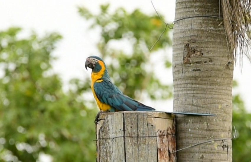 Blauwkeelara