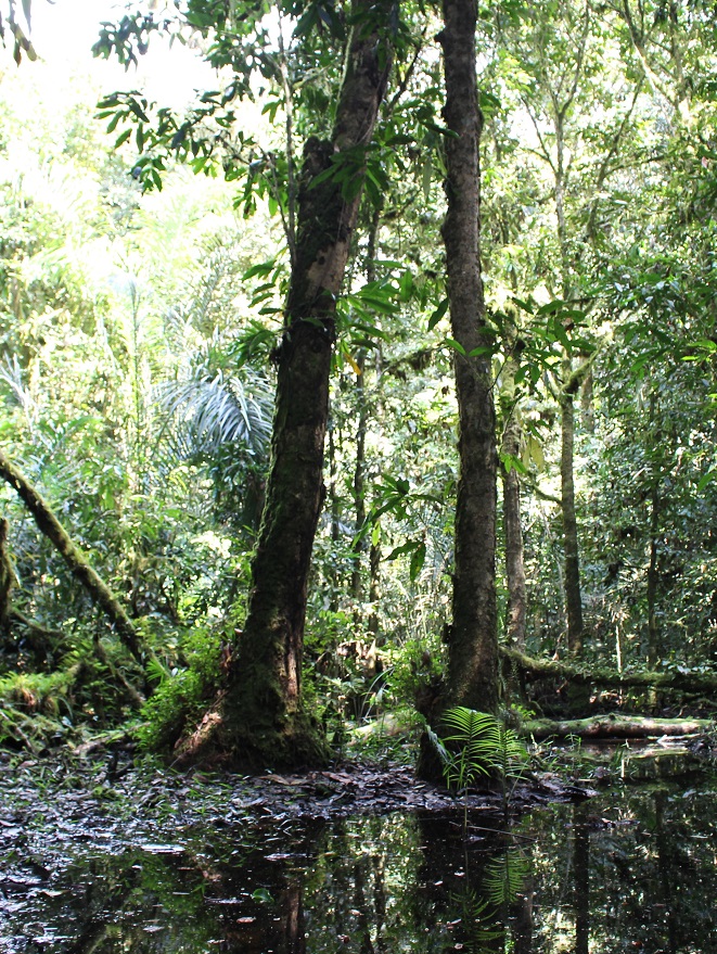 A swamp in the depths of Atewa Forest in Ghana