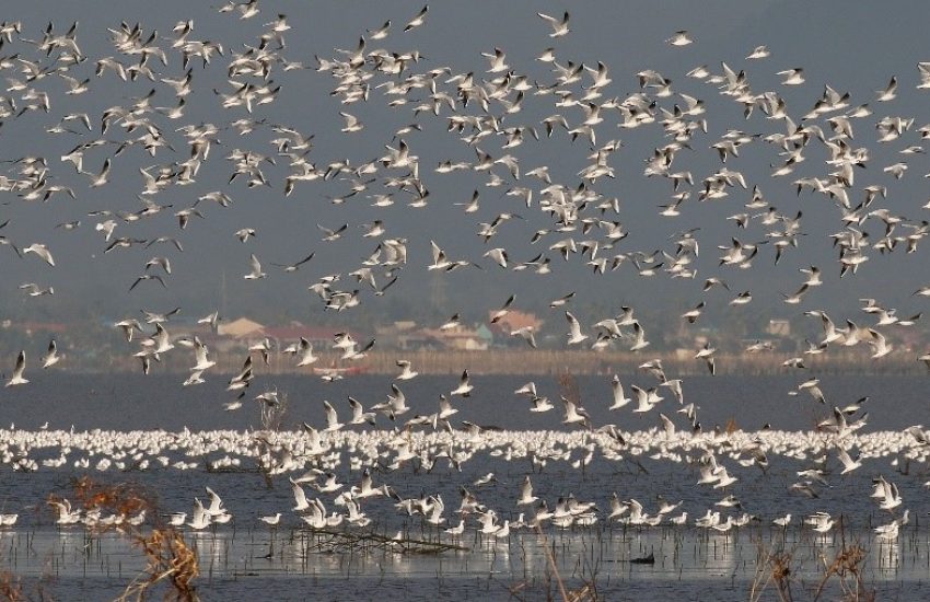 Birds in the sea