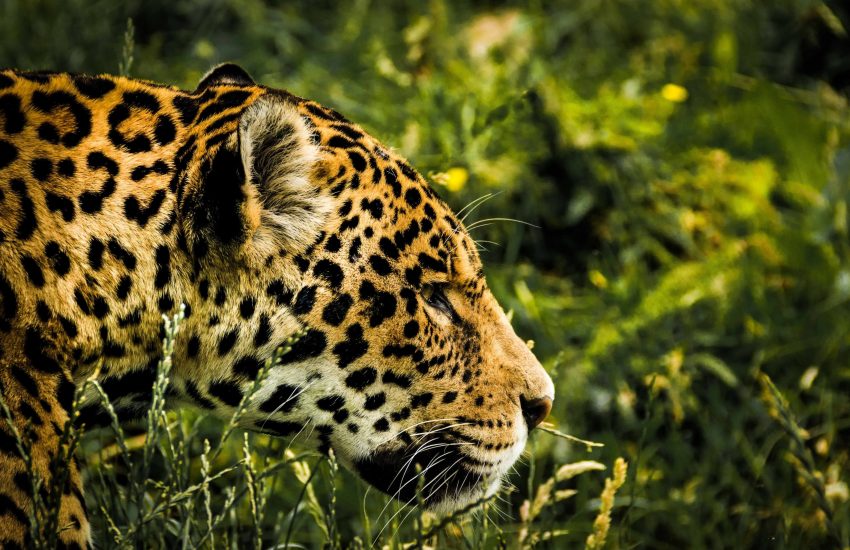 Jaguar hunting in grass (c) Pixabay on pexels