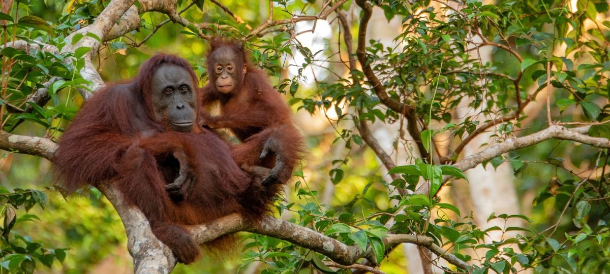 Orang utans