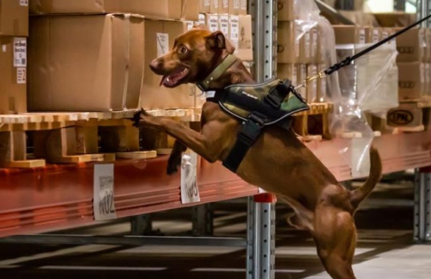 Detection dog