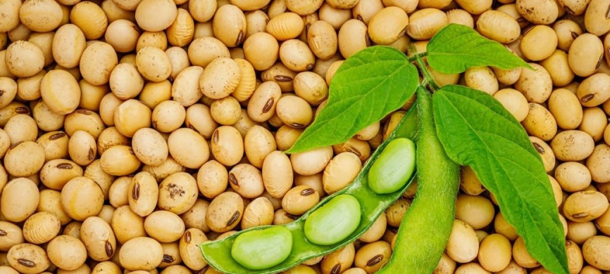 Open green soybean pod on dry soy beans background (Photo: Shutterstock, ID: 1467898517)