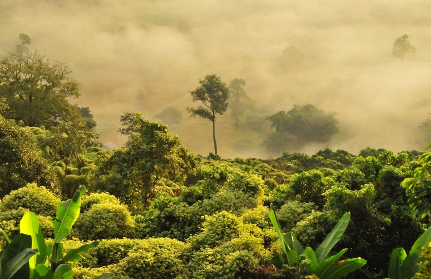 Doi Phu Langka, Pha Chang Noi, Pong, Phayao, Thailand (c) Boudewijn Huysmans_Unsplash
