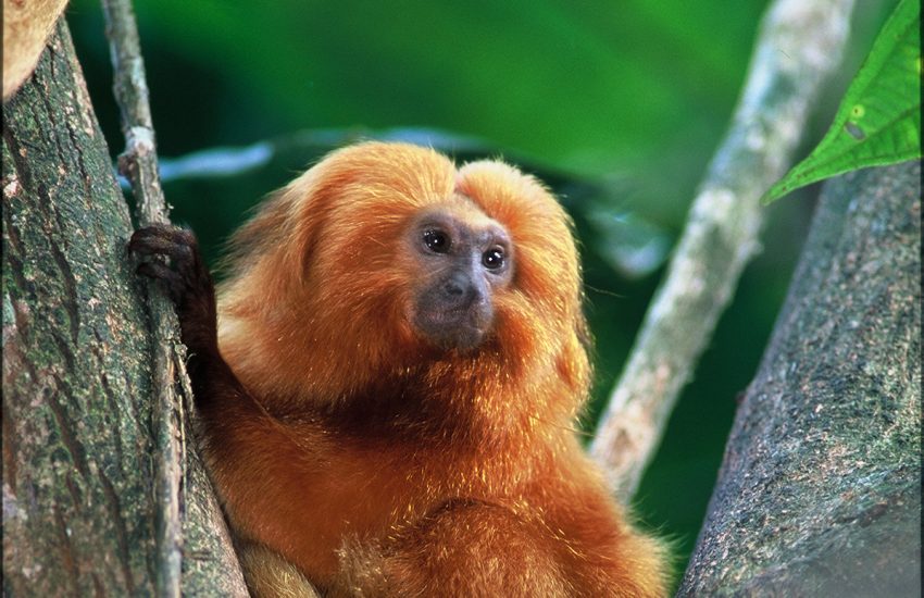 Golden lion Tamarin in tree. Photo by Luciano Candisani