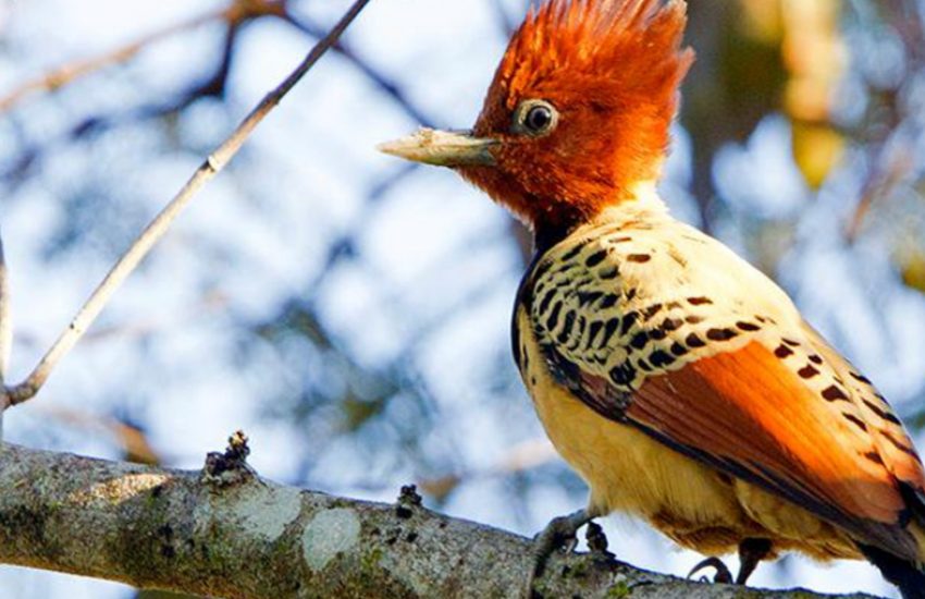Kaempfer's Woodpecker (c) Ciro Albano