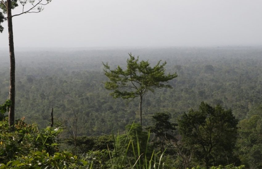 Atewa Forest (c) Jan Willem den Besten