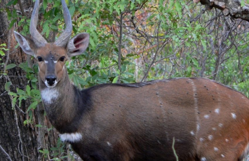Animal in forest
