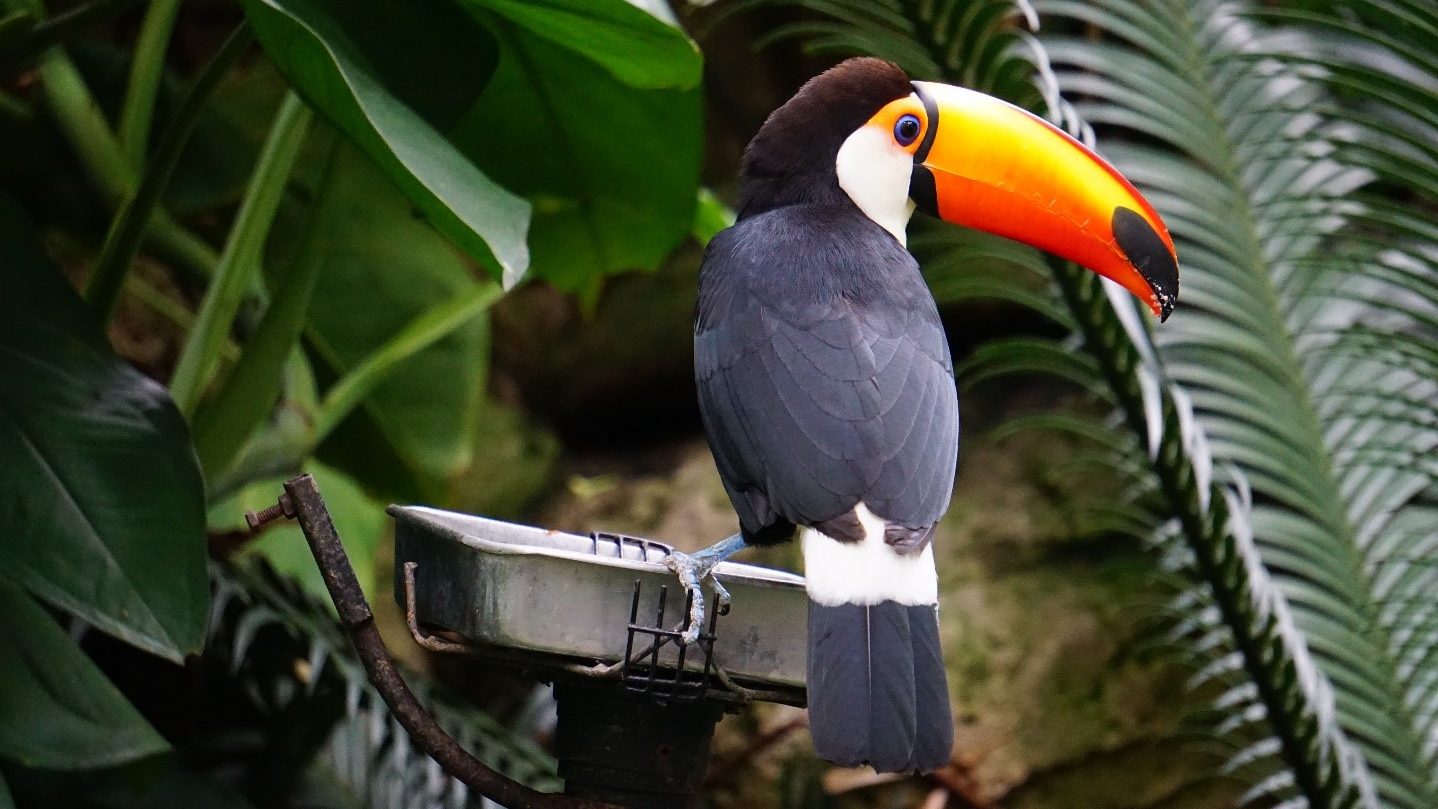 Tucan