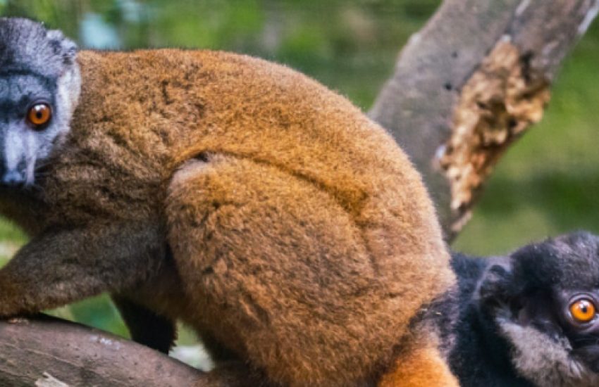 White-collared brown lemur (c) Julian Mr. Lemur