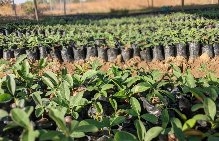 Shea Seedlings at the nursery. Photo by A Rocha Ghana