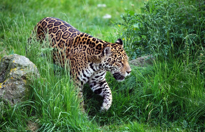 Jaguar walking in grass (C) Petr Kratochvil