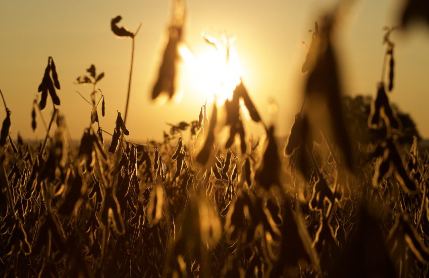 Soy plantation