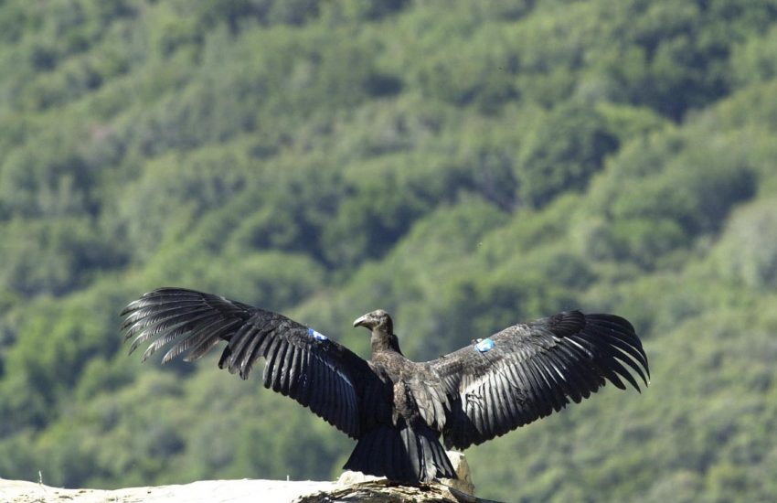 Californische condor. Foto credits: Scott Frier - U.S. Fish and Wildlife Service