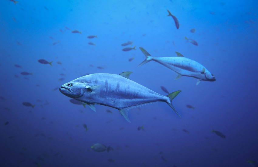 Tuna fish (c) James Thornton-unsplash