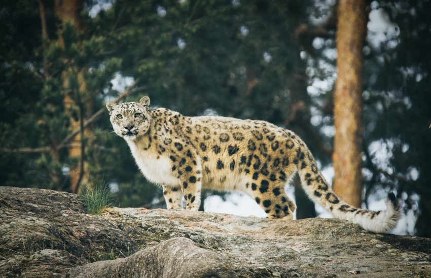 Snowleopard