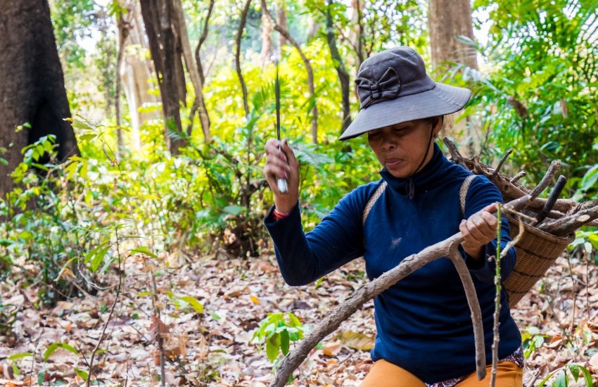 Woman collecting wood (c) Kouy Socheat, NTFP Cambodia IUCN NL