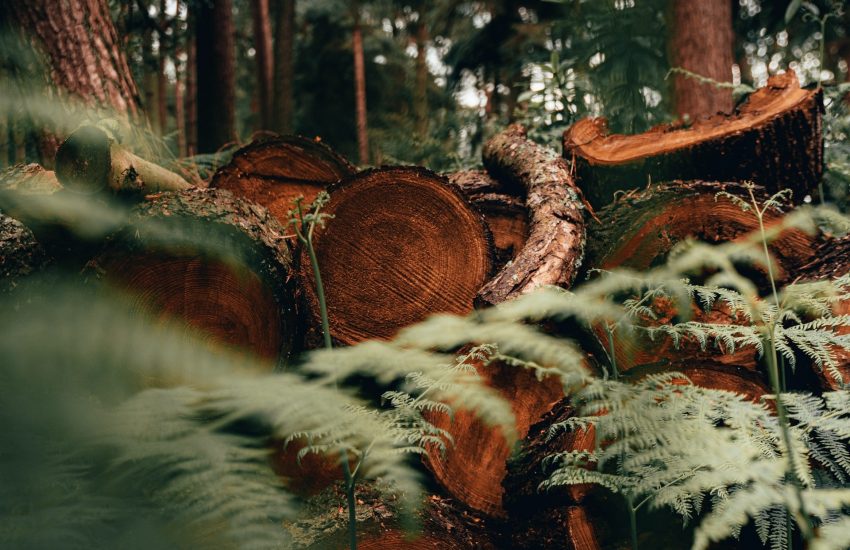 Omgehakte bomen