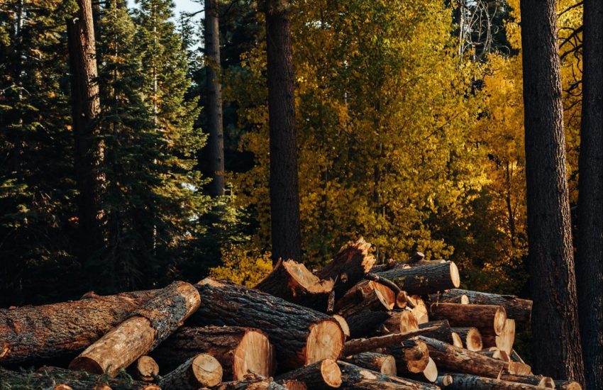 Logging in forest (c) Meritt Thomas via Unsplash