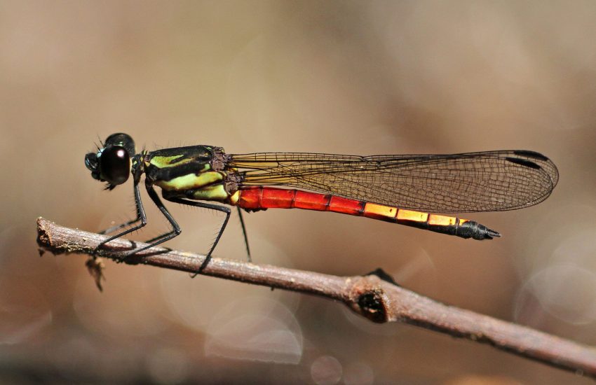 dragonfly