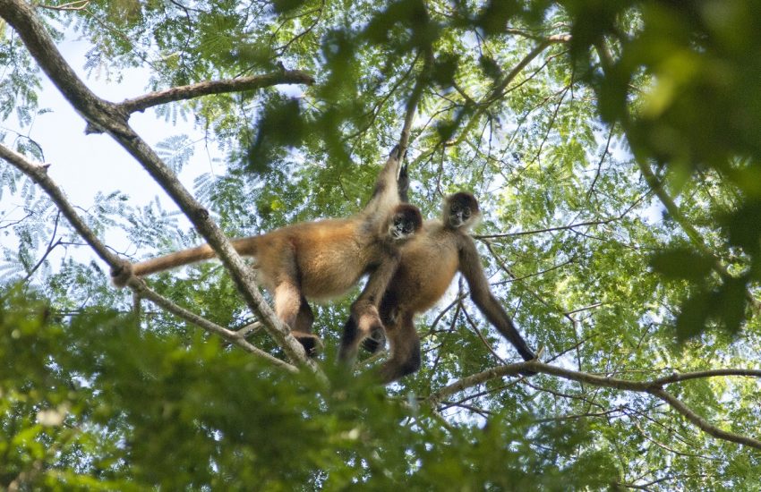 Black-handed spider monkey