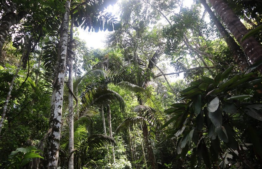 Amazon rainforest in Colombia
