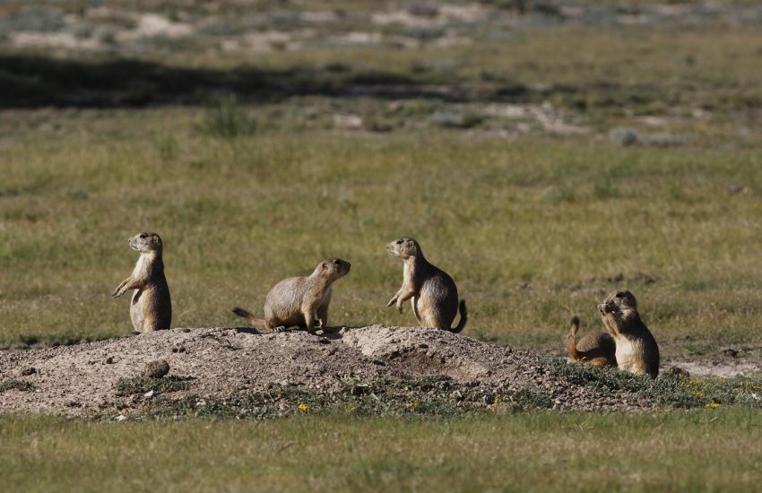 Mexican prairiedog