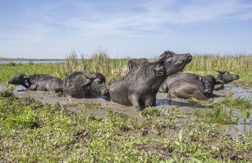 Natuurbescherming en -herstel in Oekraïne