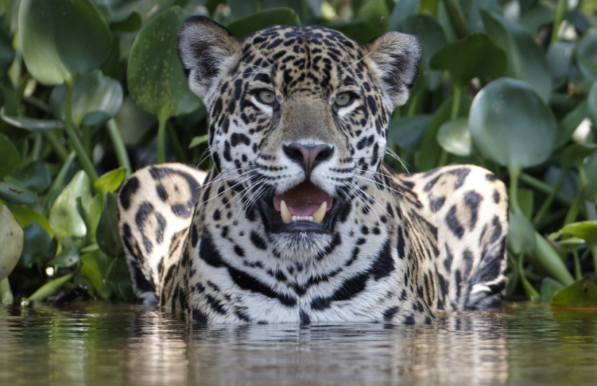 Jaguar in Water