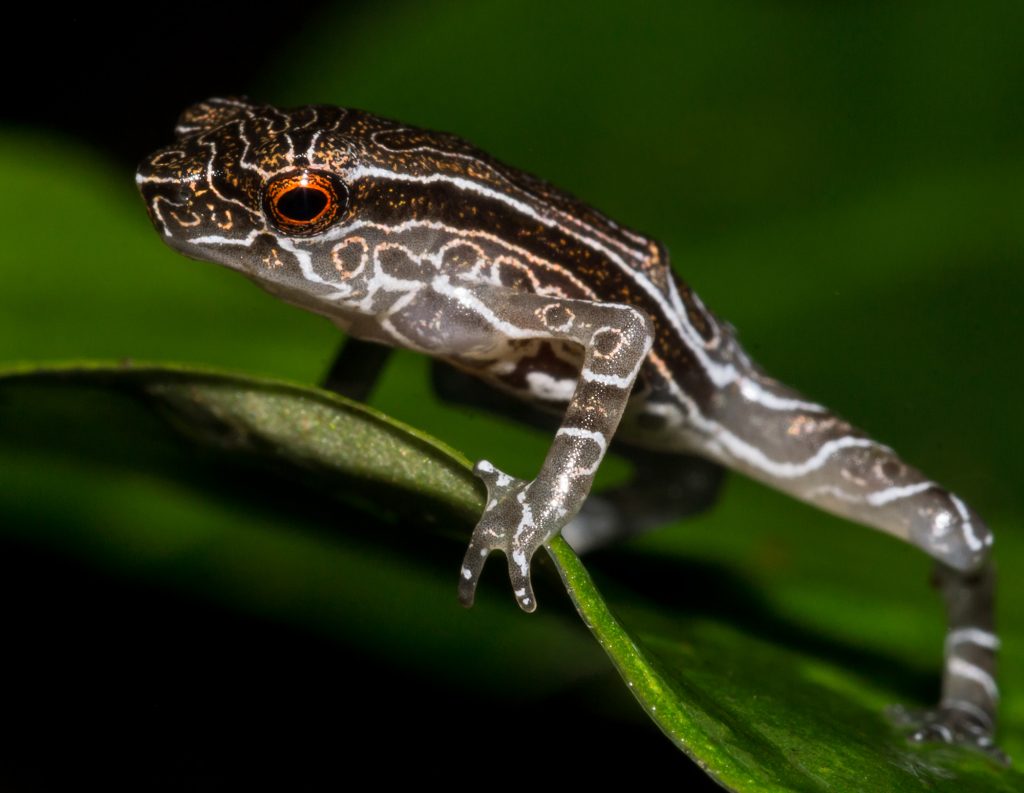 Tandayapa Andean pad Ecuador