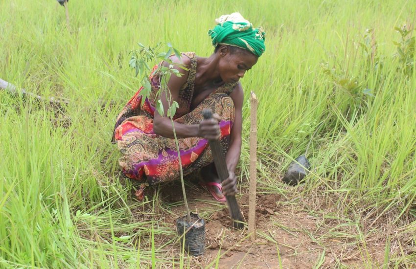 Bosherstel voor een duurzame waardeketen voor houtskool in Ghana