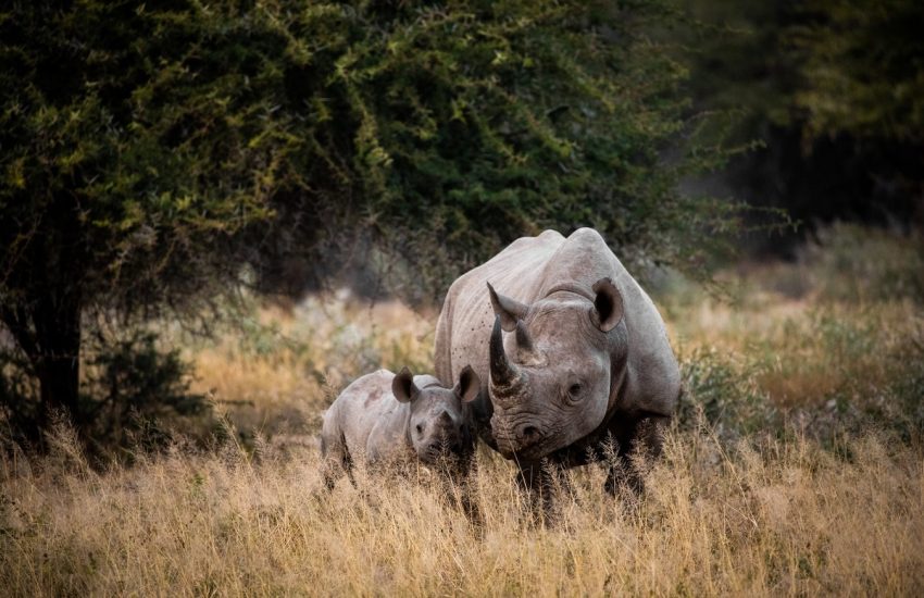 Neushoorn in Kruger National Park