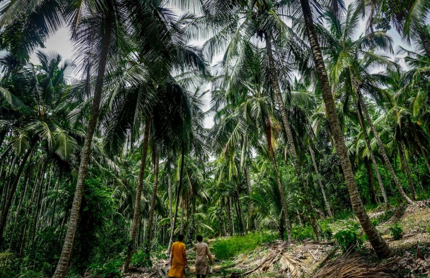 Coconut trees in Sirsi India_Photo Madhushree Narayan on Unsplash