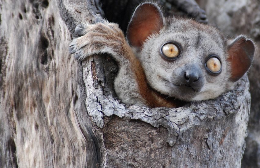 Lemur in tree