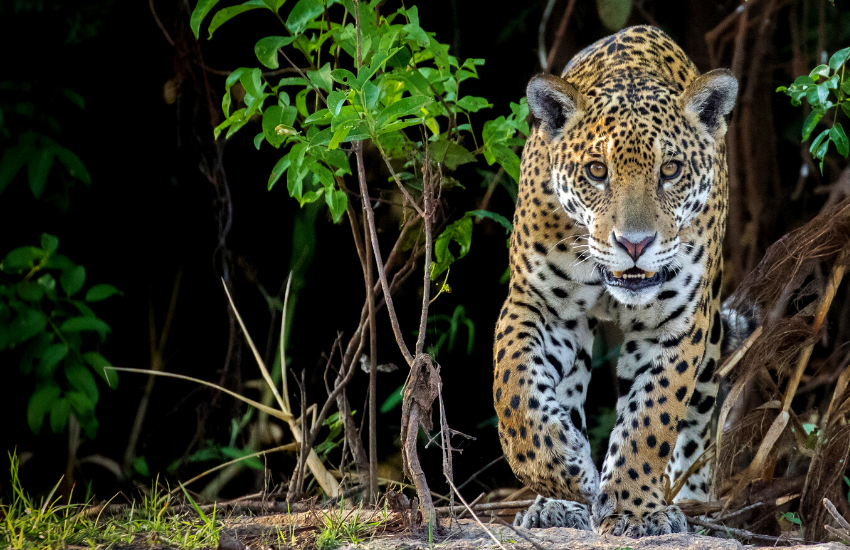 jaguar