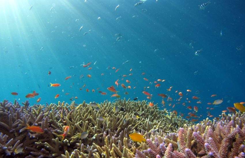 Coral reef by Hiroko Yoshii on Unsplash