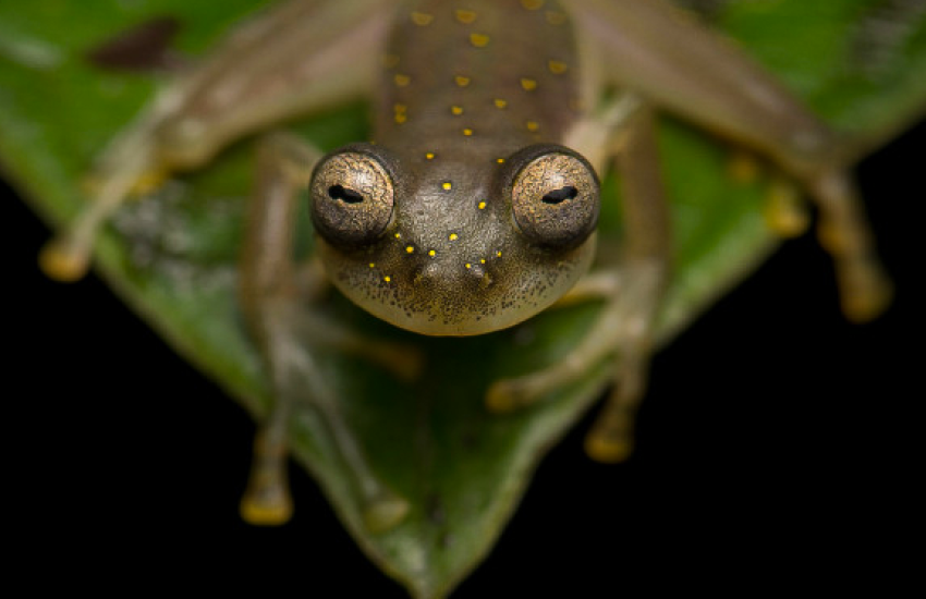 Manduriacu glaskikker in Ecuador