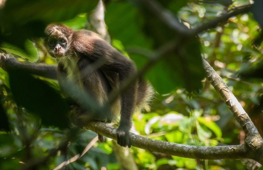 Brown Spider Monkey in Colombia. Photo Santiago Rosado - FBC