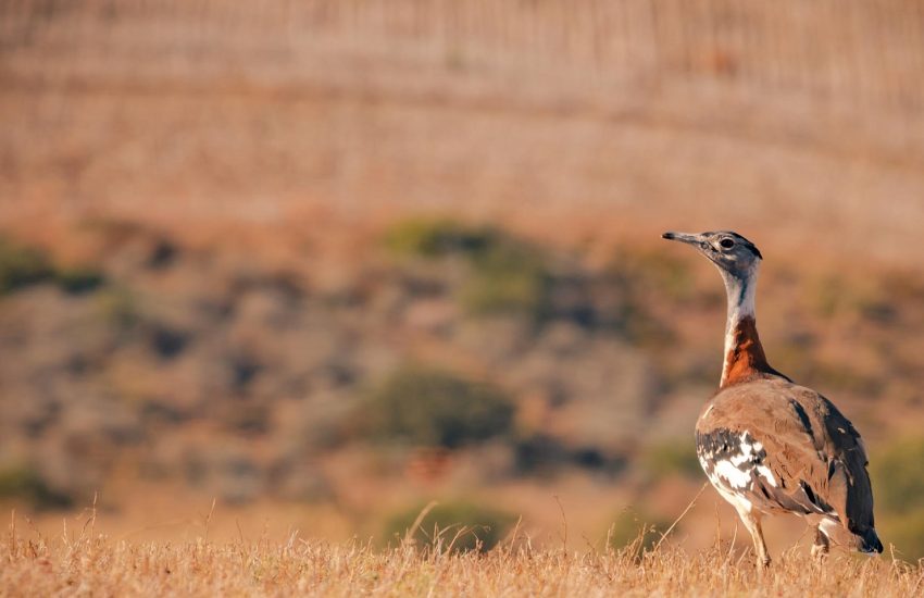 Denhams trap in renosterveld in Zuid-Afrika