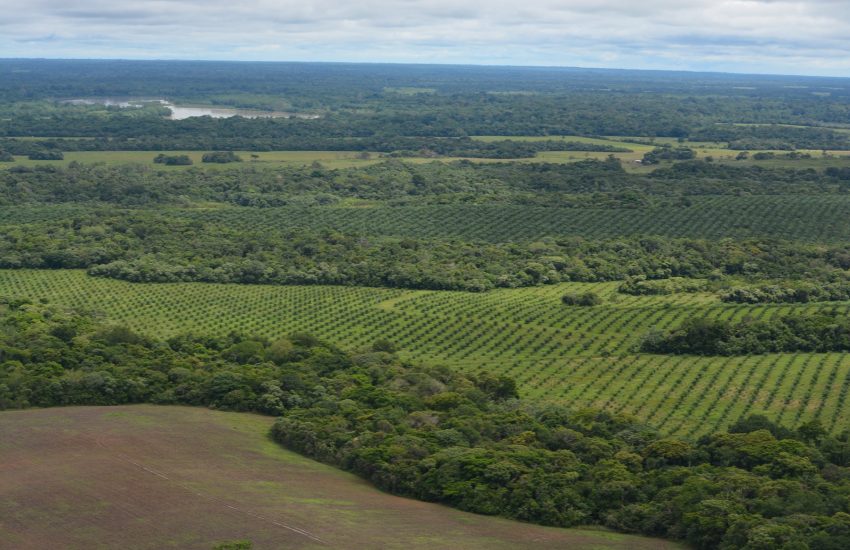 Palm oil plantations in Guaviare in Colombia (c) FCDS