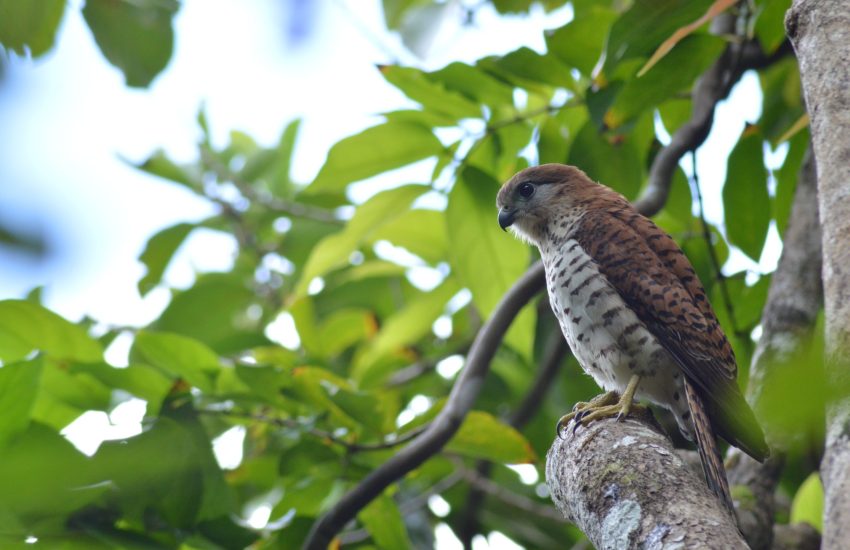 Mauritius kestrel. © Adisha Sewdyal